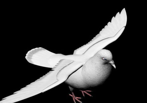 White Pigeon Animal