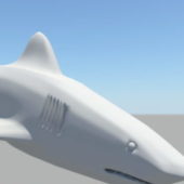 White Sea Shark