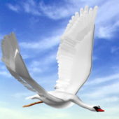 Animal White Swan