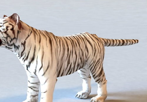 White Tiger | Animals