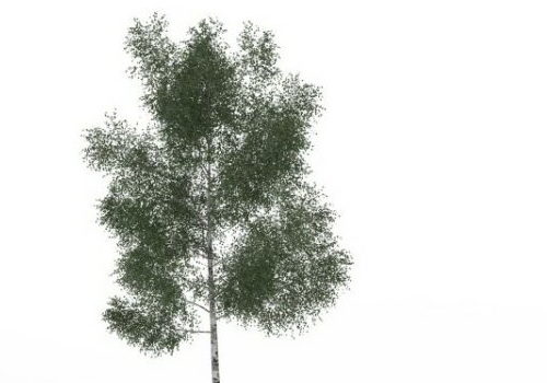 Nature White Ash Tree