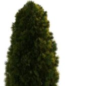 White Cedar Green Tree