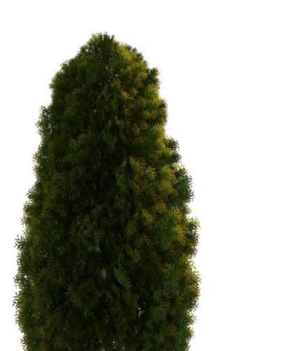 White Cedar Green Tree