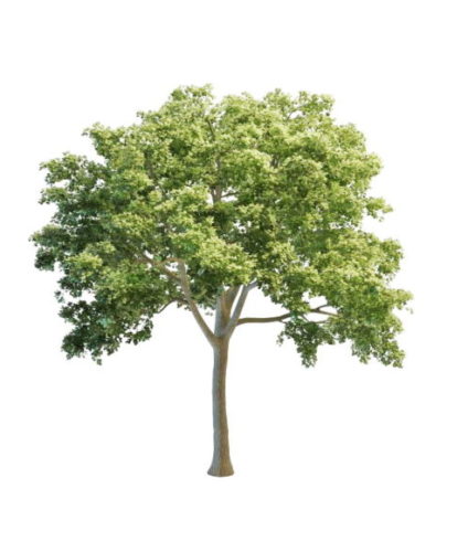 Nature White Elm Tree
