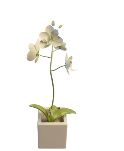 Indoor White Flower Pot