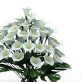 Garden White Lilium Flowers