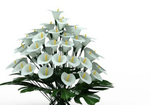 Garden White Lilium Flowers