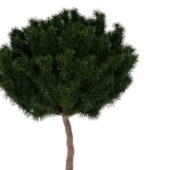 White Pine Green Tree
