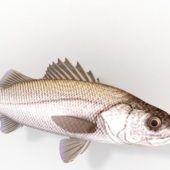 White Sea Bass Fish Animal Animals