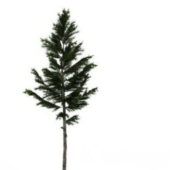 White Spruce Green Tree