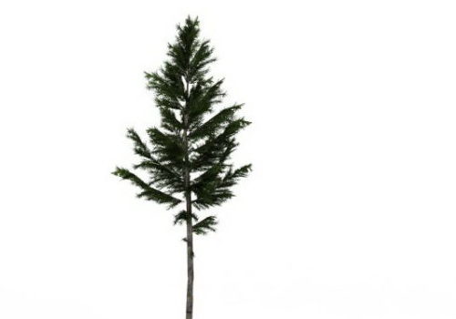 White Spruce Green Tree