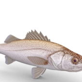 White Weakfish Fish Animals