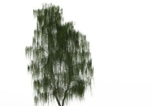 Garden White Willow Tree
