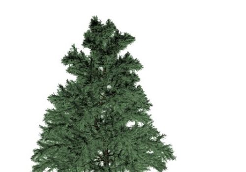 Nature Whitebark Pine