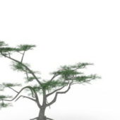 Nature Plant Whitethorn Acacia Plant