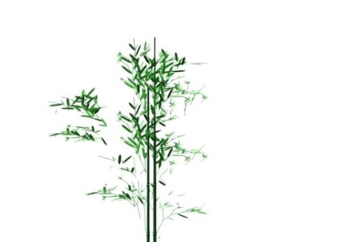 Wild Bamboo Plant