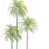 Wild Tree Date Palm