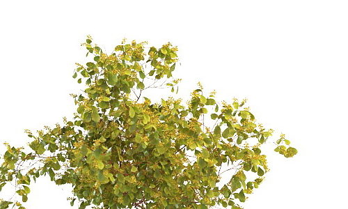 Wild Plant Tree Yellow Berries