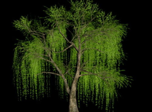 Garden Willow Tree