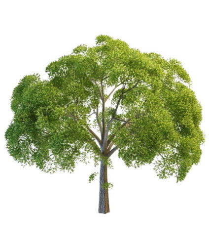Nature Willow Oak Tree