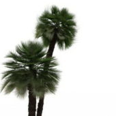Garden Windmill Palm Tree
