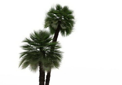 Garden Windmill Palm Tree