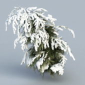 Nature Winter Cedar Tree