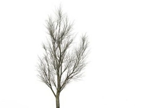 Winter Ash Green Tree 3D Model - .Max - 123Free3DModels