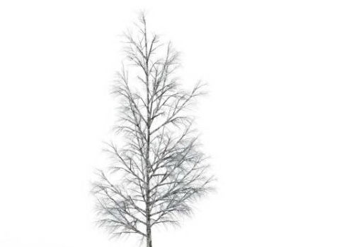 European Winter Birch Tree