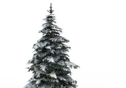 Winter Snow Spruce Tree Plant