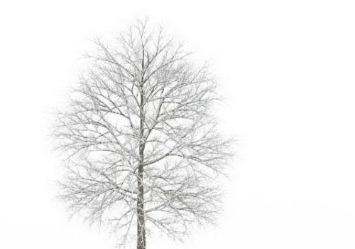 Dry Winter Tree