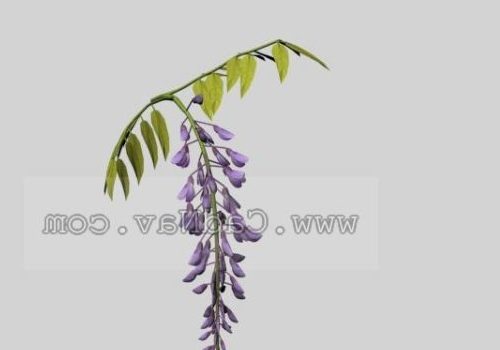 Wistaria Flower Plant