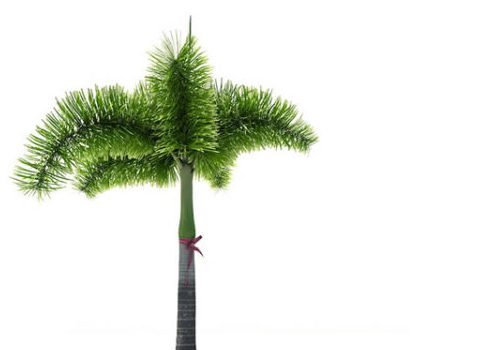 Wodyetia Bifurcata Palm Tree