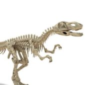 Yangchuanosaurus Dinosaur Skeleton Animals