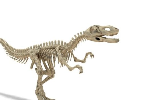 Yangchuanosaurus Dinosaur Skeleton Animals