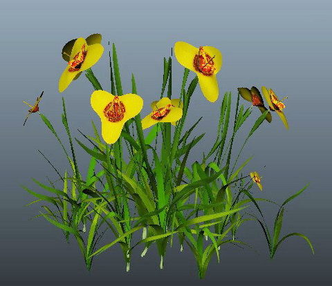 Nature Yellow Flower Grass