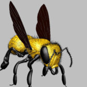 Yellow Bee Fly