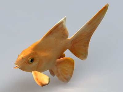 Yellow Goldfish | Animals