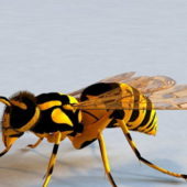 Yellow Jacket Wasp | Animals