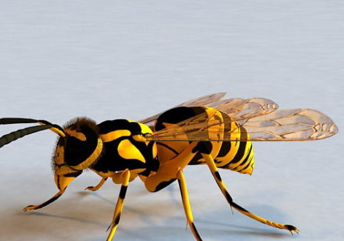 Yellow Jacket Wasp | Animals