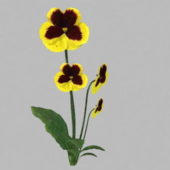 Garden Pansy Flowers Plant