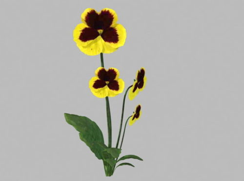 Garden Pansy Flowers Plant