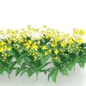 Yellow Flower Plants