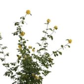 Yellow Flowers Shrub Plant