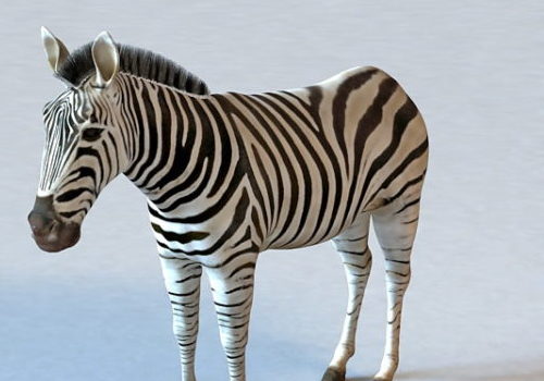 Zebra Animal | Animals