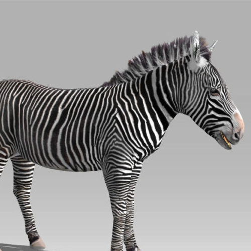Wild Zebra Rigged Animated