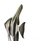 Zebra Angelfish Sea Fish Animals
