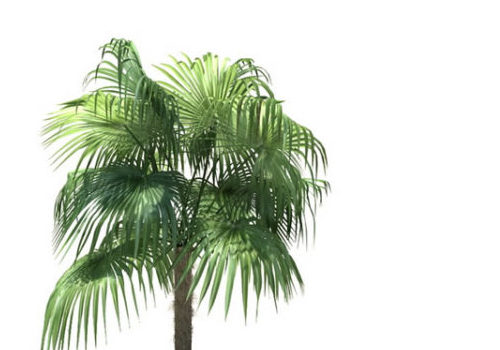 Zombia Antillarum Palm Tree