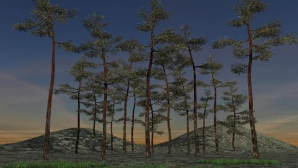 Pine Trees Landscape