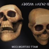 Realistic Human Man Skull